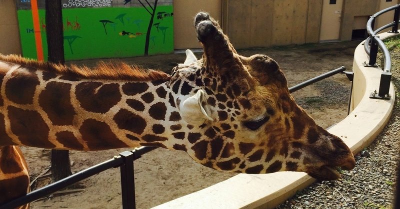 キリンはとても首が長いけど 首の骨の数は他の哺乳類と同じ７個 石塚 雅延 Note
