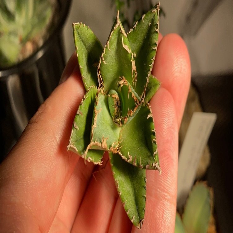 アガベ】発根管理に失敗した話｜Kimi_lla