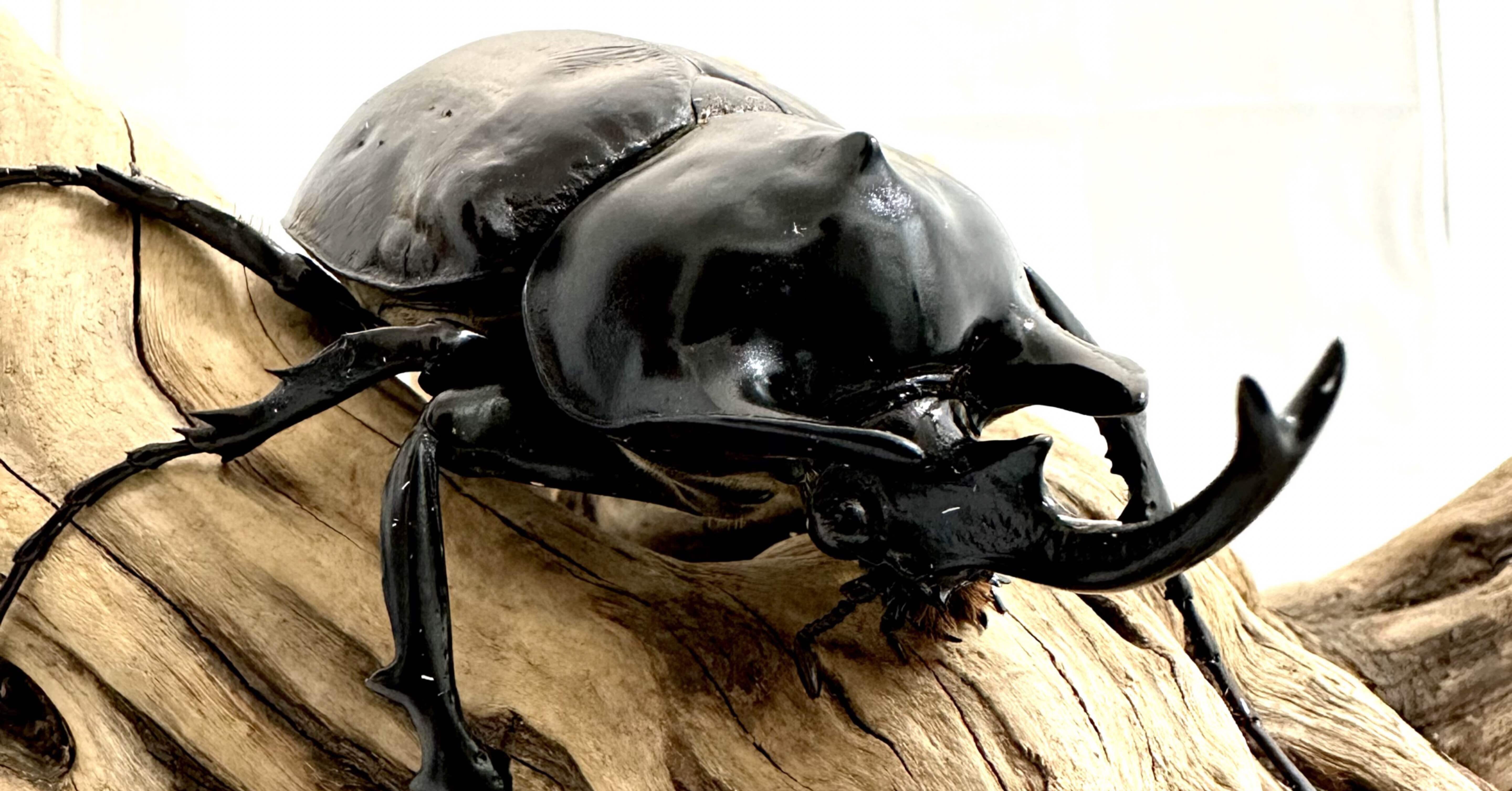 新着 】フレンチギアナ便 23.9.27｜ランバージャック LUMBERJACK