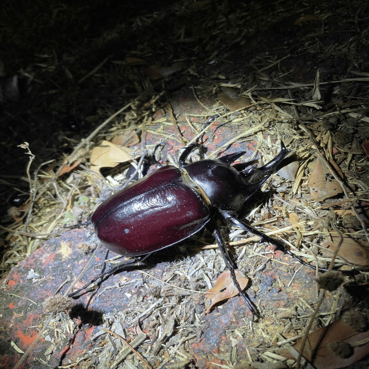 フレンチギアナ産　アクタエオンゾウカブト　99mm フレンチギアナ産 アクタエオンゾウカブト 99mm フレンチギアナ産