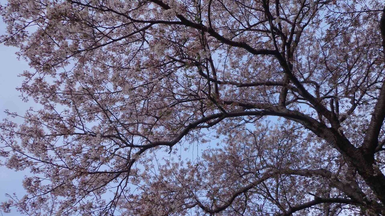 大きな桜_4月4日_13