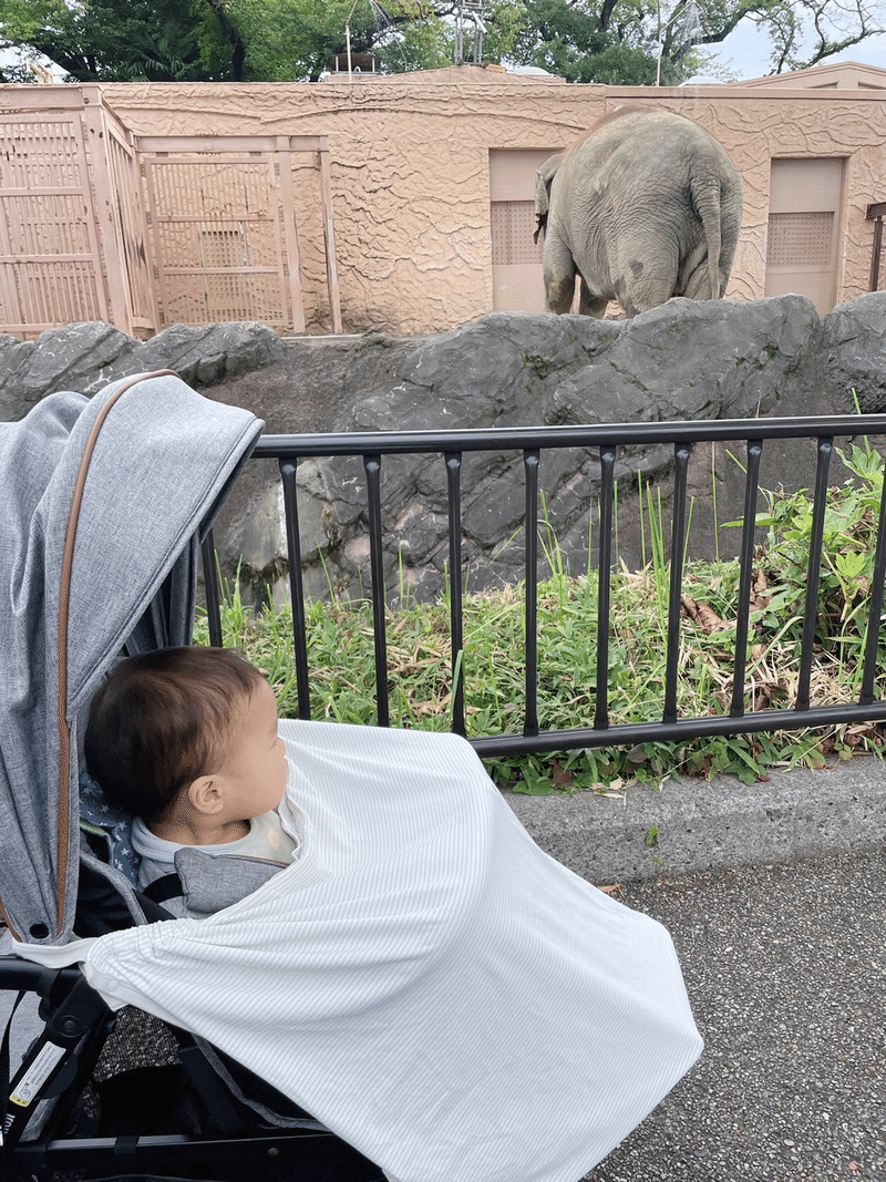 ゾウを見つめる赤ちゃんの画像