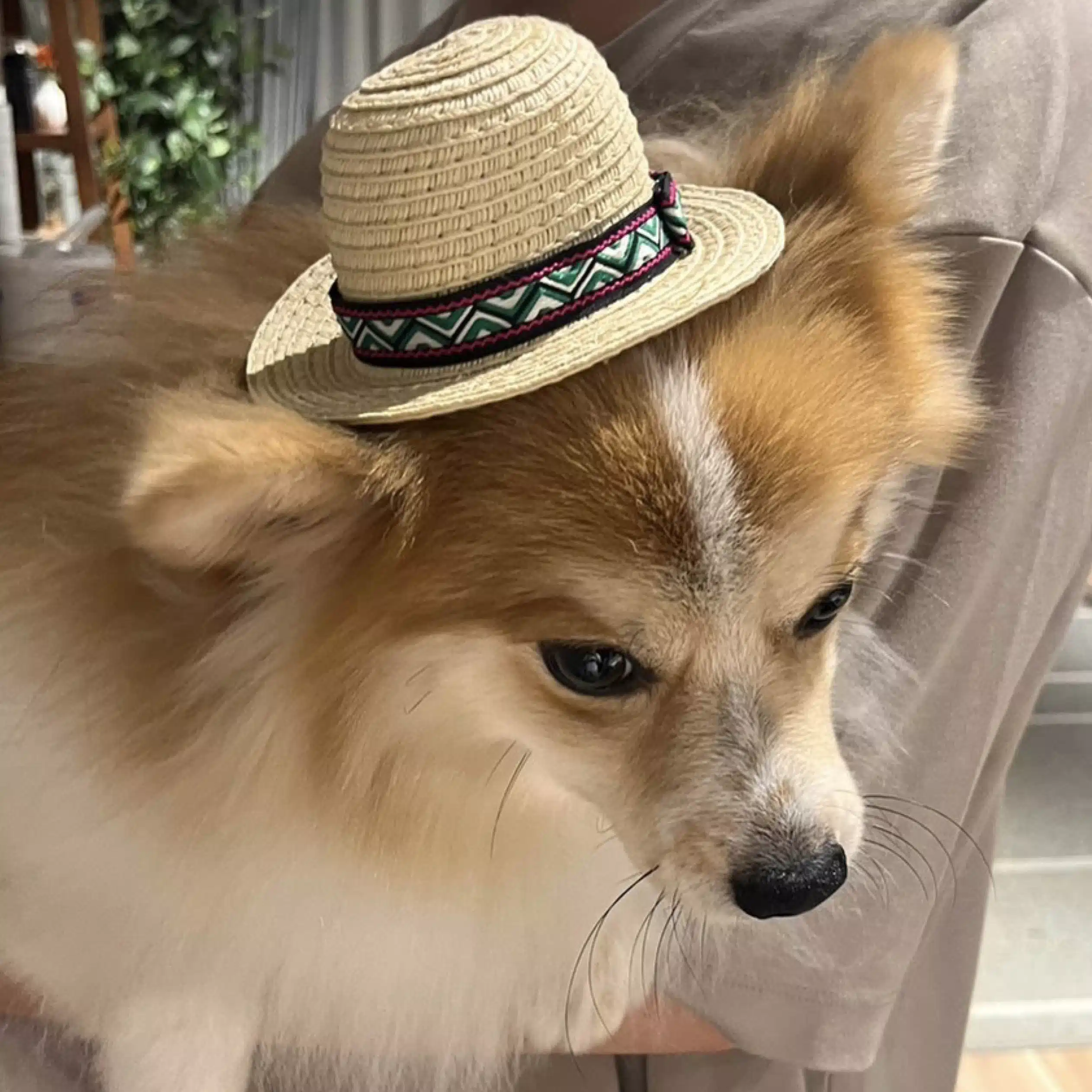 ゴーチ