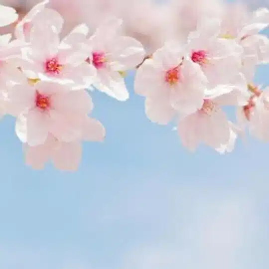 🌸桜🌸