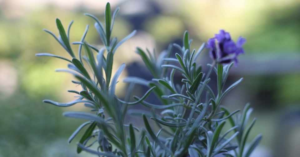 種から育てるハーブ Cmoon Note