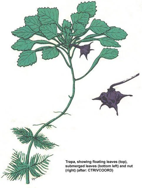鬼菱|EGGSEED