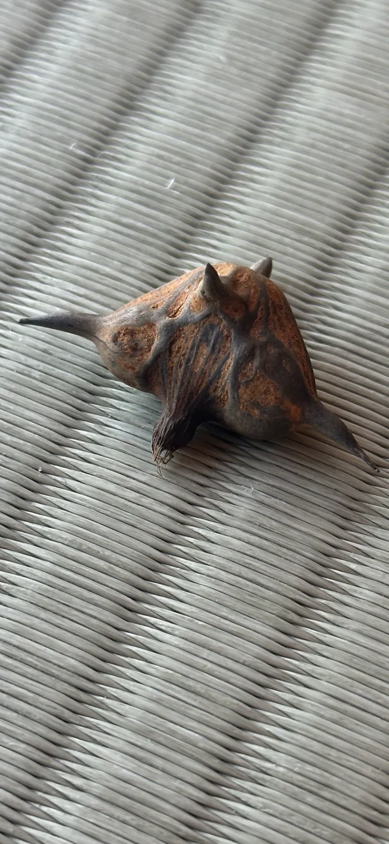鬼菱|EGGSEED
