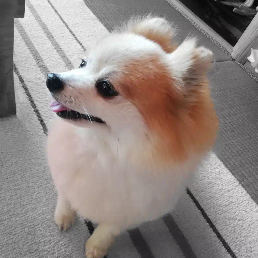 いもけんぴ