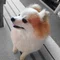 いもけんぴ