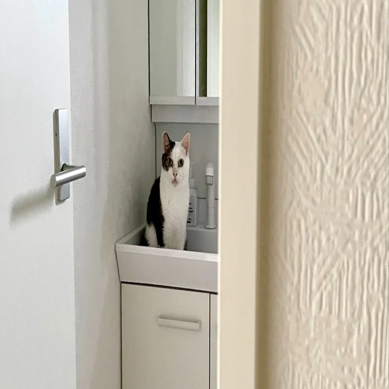 待ってましたニャ】毎朝、洗面台で待機している猫ちゃんの姿が可愛