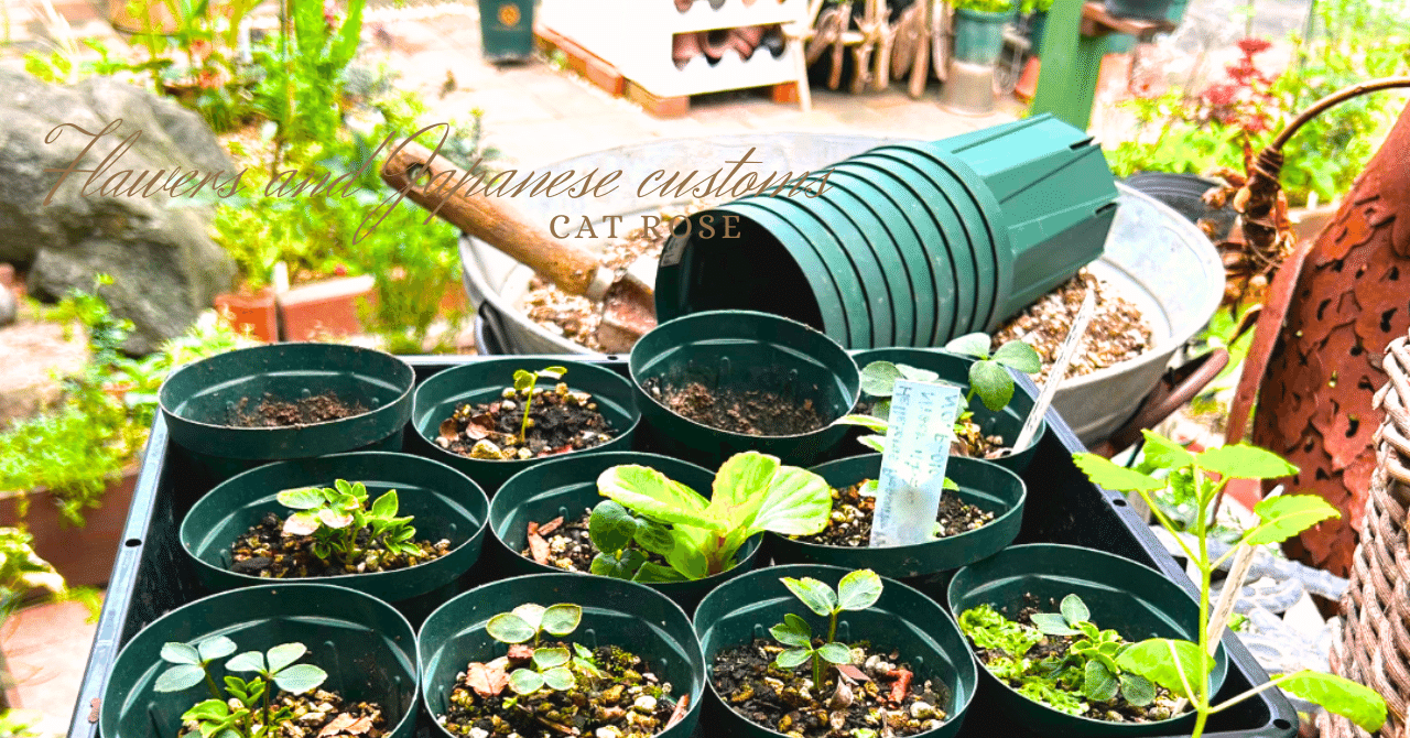 rectangle_large_type_2_2daf624