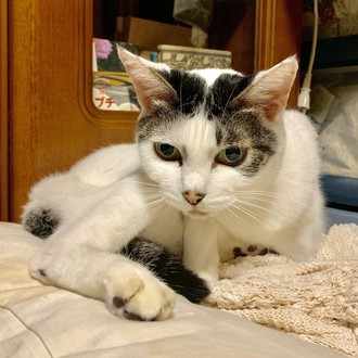 ゴミ箱にpoi Spゴミ出現頻度の調査結果 18年11月 くろみつねこ Note