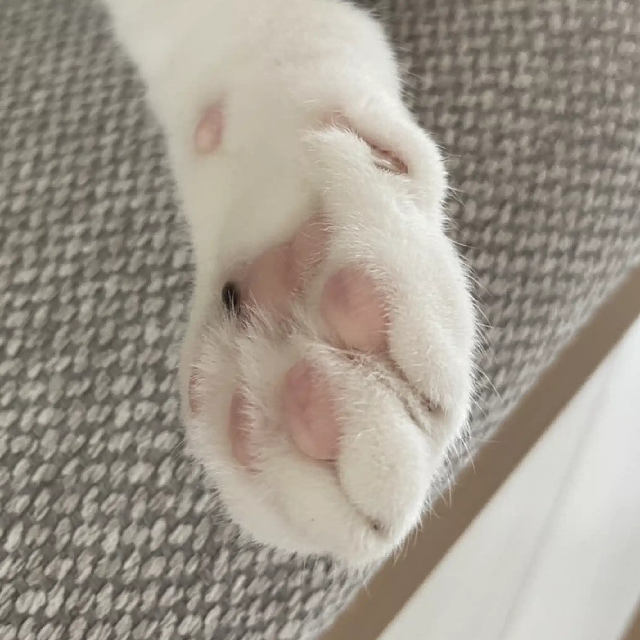へね