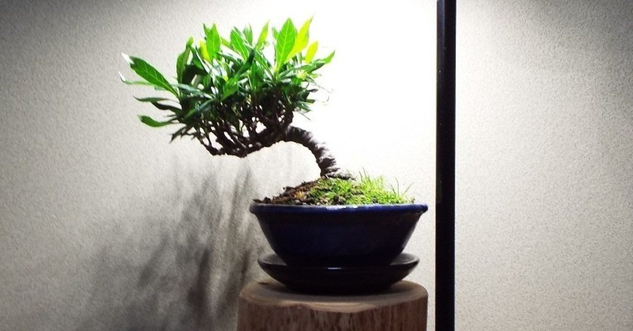 植物鑑賞スタンドに盆栽を展示する方法｜SETo研究所 石川