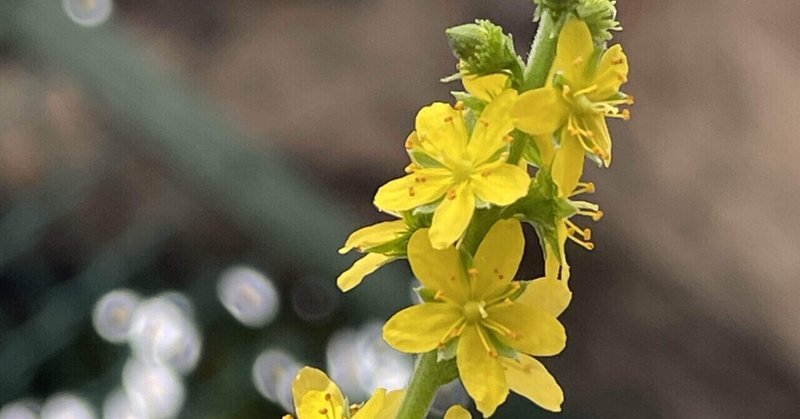 アグニモリーの植物観察⑤開花編