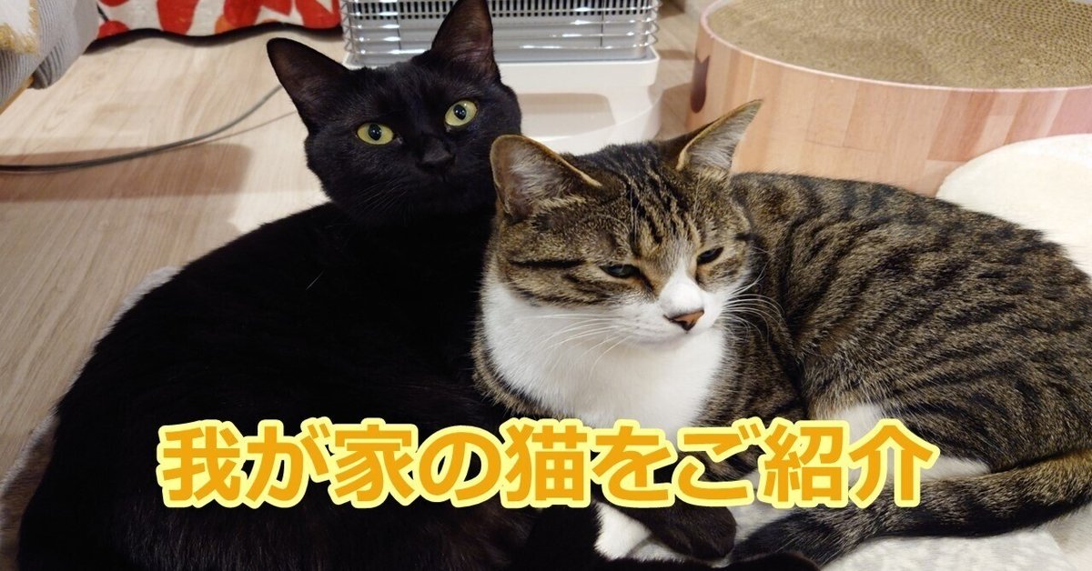 我が家の猫が幸運を呼ぶ！？ ～不思議な猫の物語～｜株式会社