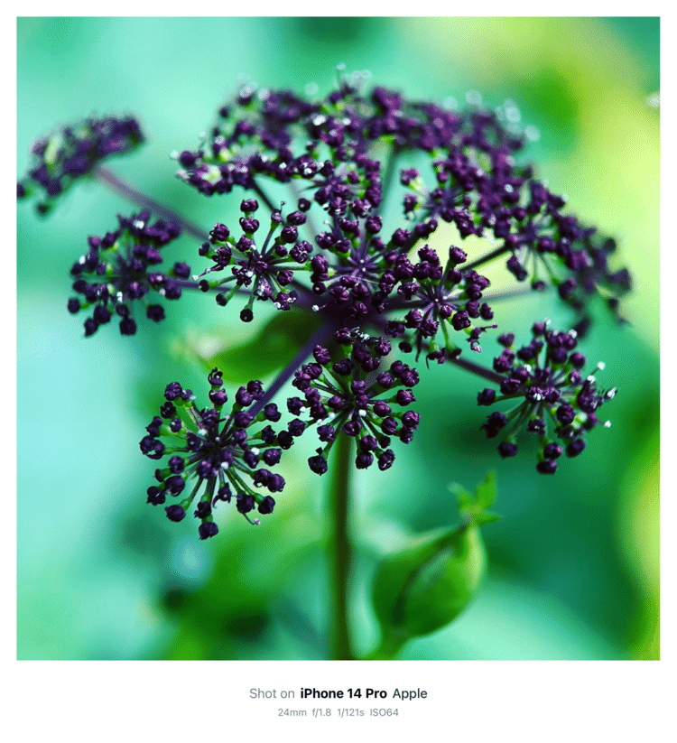 #そのへんの3cm vol.2167 iPhoneでマクロ連載#ノダケ #野竹 黒い紫の花火みたいな花。ウドと一緒に咲いてました。#セリ目セリ科 
