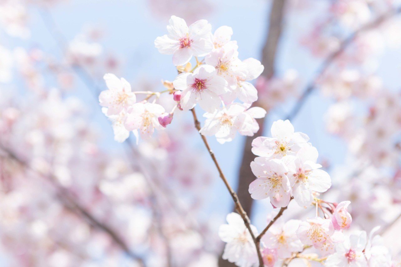 桜 英語 発音 桜 英語 発音