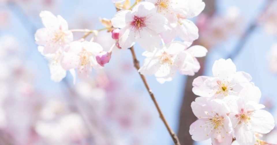 開いた花の香りを楽しむ きれいな英語発音のイメージ 三浦陽一 Note