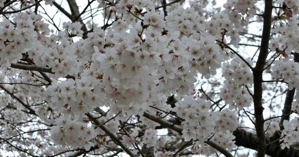 大好きな歌 桜 Janne Da Arc Sakurako Note