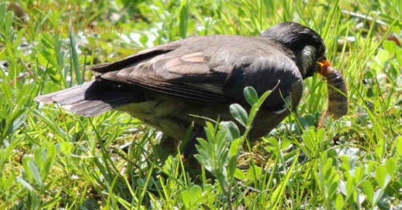 第230回 害虫を駆除するムクドリ 5回目 翆野 大地 Note