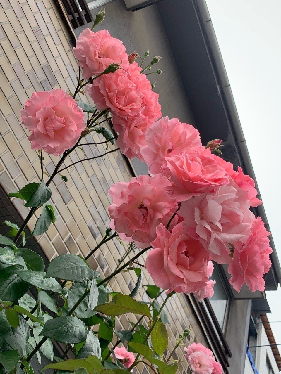 これは何の花か 流石に判りました 霞 Note これは何の花か 流石に判りました 霞 Note