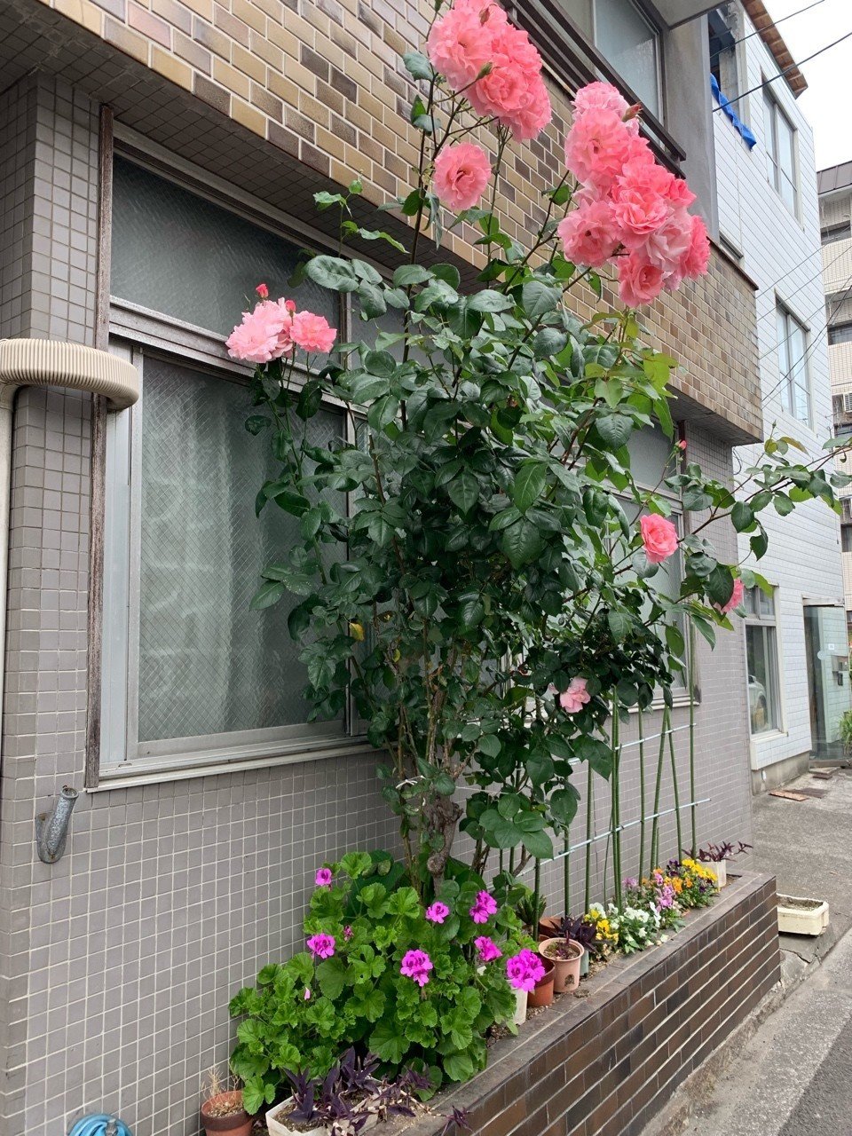 これは何の花か 流石に判りました 霞 Note これは何の花か 流石に判りました 霞 Note