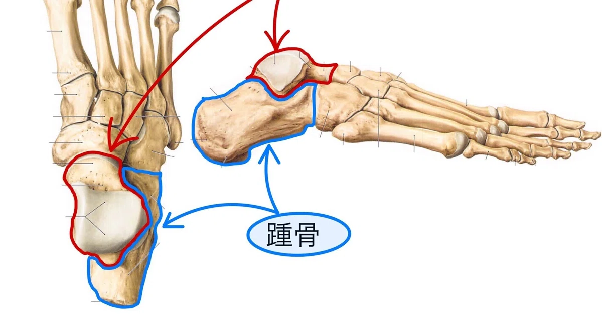 PT向け】インソール作成の為の足部解剖学〜後足部（距腿関節）①