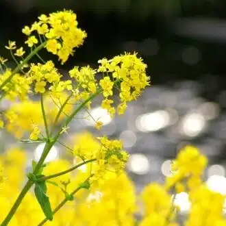菜花あさと