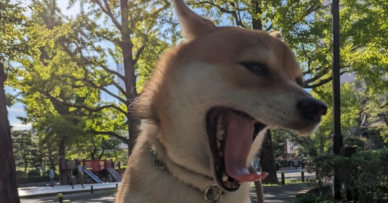 Shiba Inu, Stubborn Hunger Strike｜やまだ