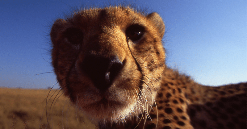 大西靖巨匠のサバンナの動物たちは凄かった！！！