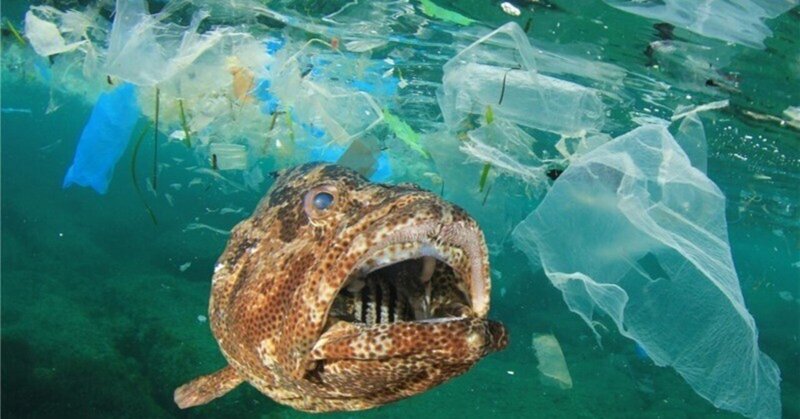 明るい色のプラスチックは私たちの健康にさらに有害であることをご存知ですか?