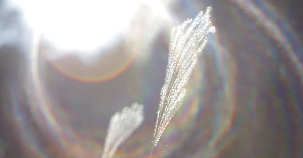 めくるめく古の鏡筒たち その5:Yashinon DX 50mm f1.4 vs DX 50 f1.7｜青狐