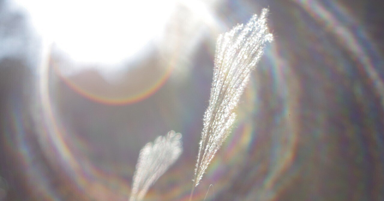 めくるめく古の鏡筒たち その5:Yashinon DX 50mm f1.4 vs DX 50 f1.7｜青狐