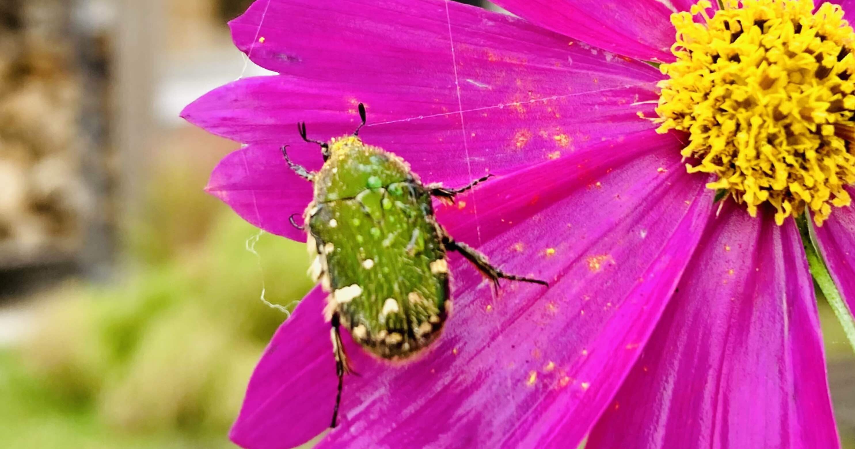 ハナムグリ(花潜り)｜forestchild
