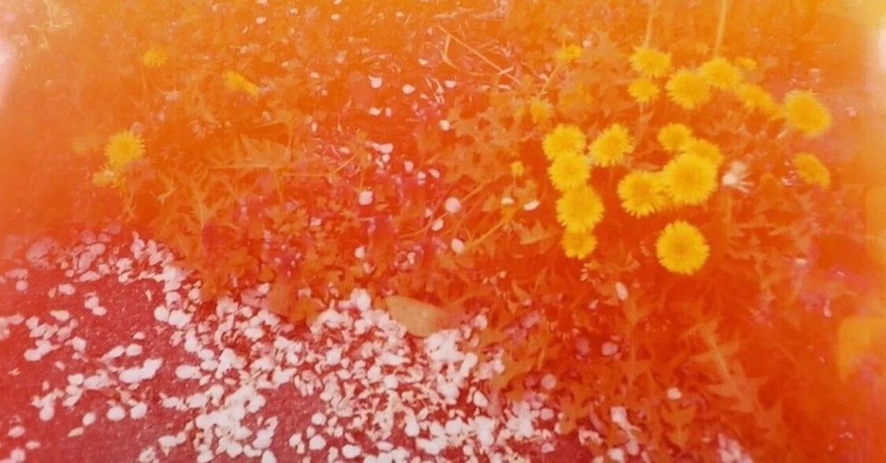 Mark Borthwick, the Photographer Who Changed the Concept of