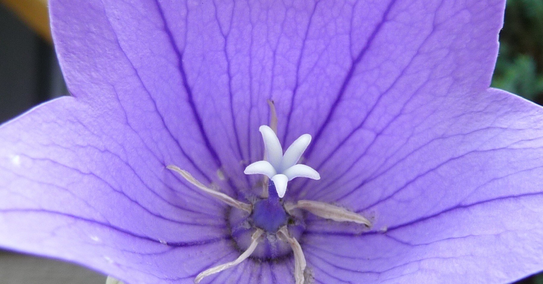 ae73ba90afe12438f8099d63496b21