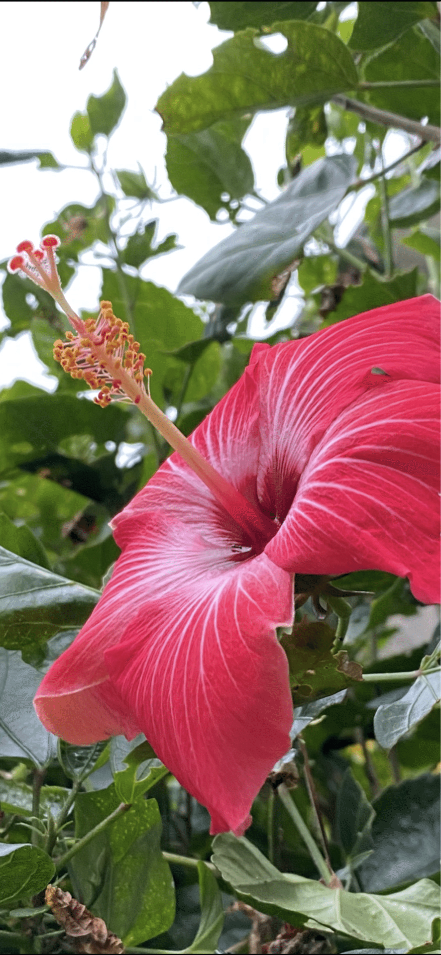 HIBISCUS｜EGGSEED