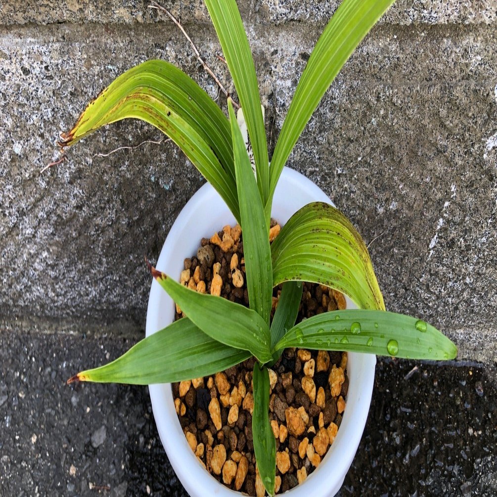 今日は シラン(紫蘭)の植え替えをしたよ🌱｜穂の気ままライフ