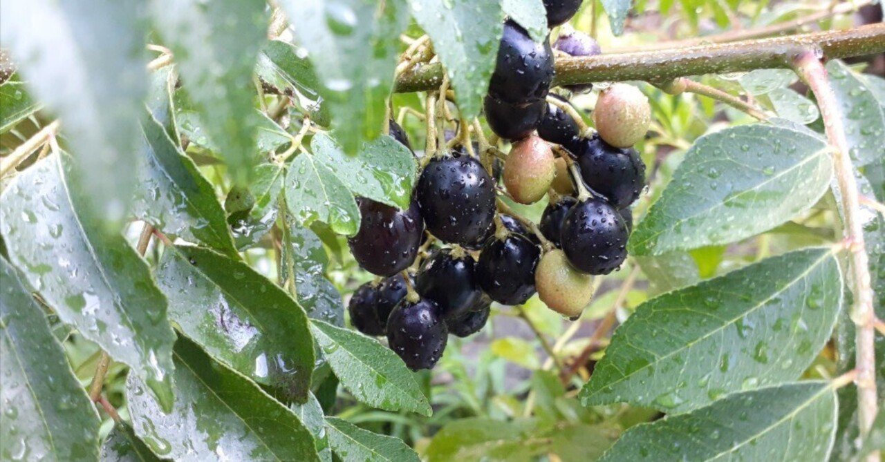 カレーリーフの発芽率｜yunyun