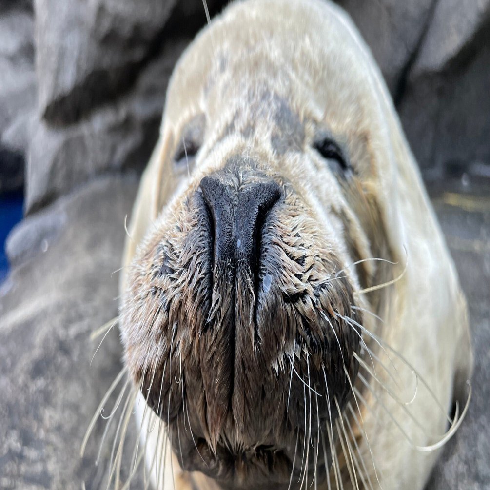 うみがたり」のおじいちゃん｜上越市立水族博物館 うみがたり
