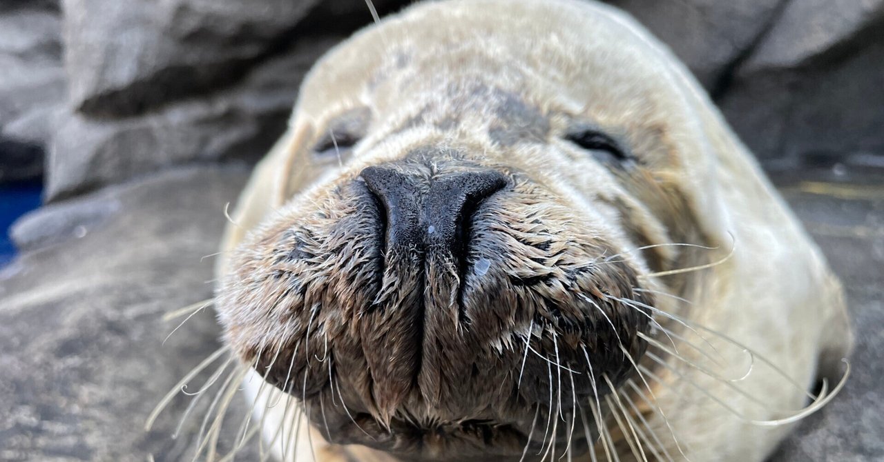 うみがたり」のおじいちゃん｜上越市立水族博物館 うみがたり