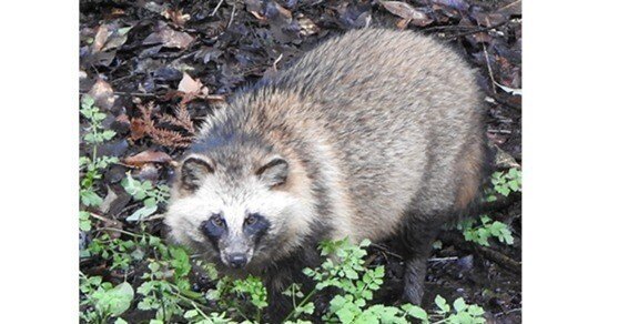 たぬきページ タヌキぞく」の802点のロイヤリティフリー画像、写真素材、絵