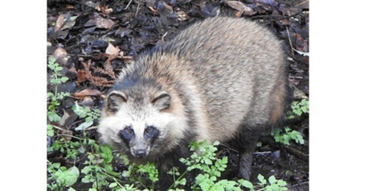 9月30日（土）「有害鳥獣・タヌキ」｜おおたま
