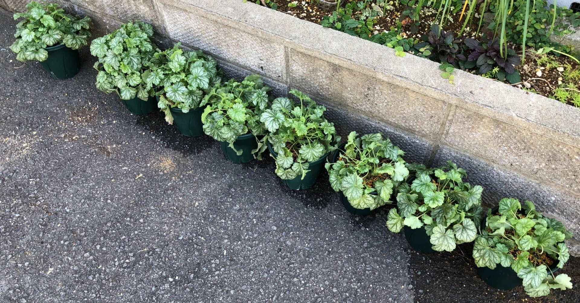 増え続けるヒューケラ🌱株分けと植え替え｜穂の気ままライフ