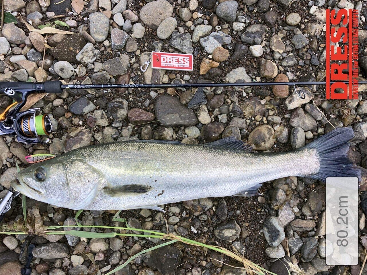 0923 トップチニング】チヌツ抜け達成＆今季初ランカーシーバス