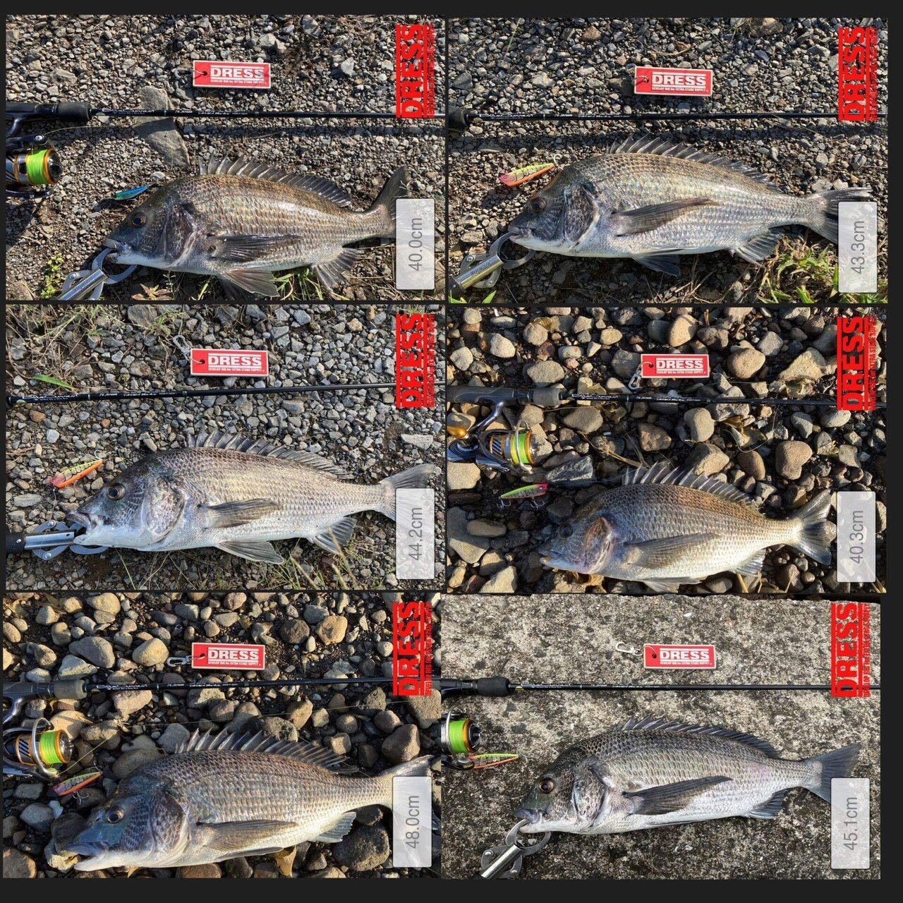 シーバス　チヌトップ 東京湾チヌトップ ご新規様の初チヌトップチャレンジ大成功～🎉 船中