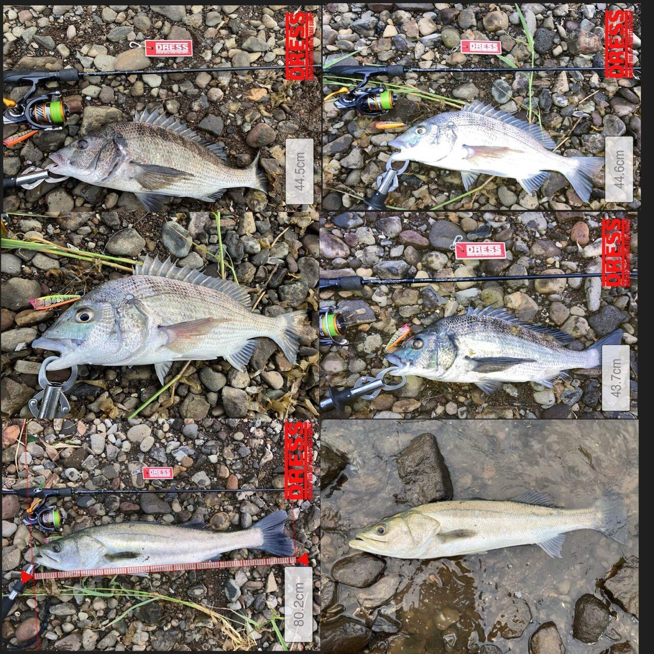 チニングトップ 0923 トップチニング】チヌツ抜け達成＆今季初ランカーシーバス