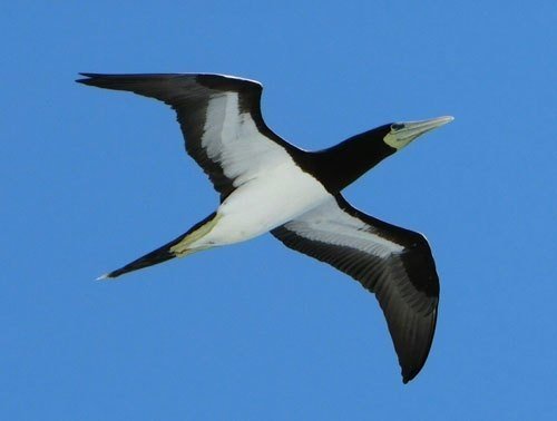 第232回 共通は たたき の野鳥 翆野 大地 Note