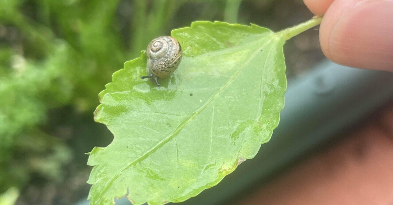 5mmのカタツムリ｜森山 智子